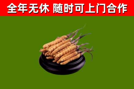 甘肃回收冬虫夏草